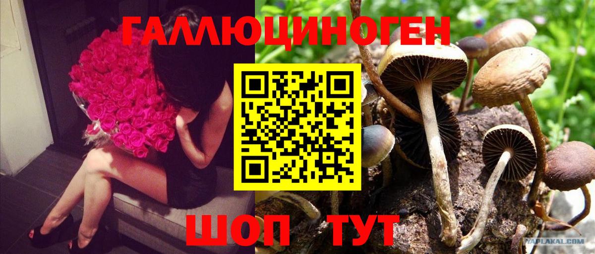 Псилоцибиновые грибы ЛСД Сибай